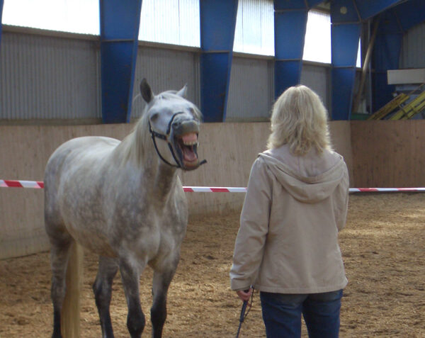 Pferd nimmt Kontakt auf