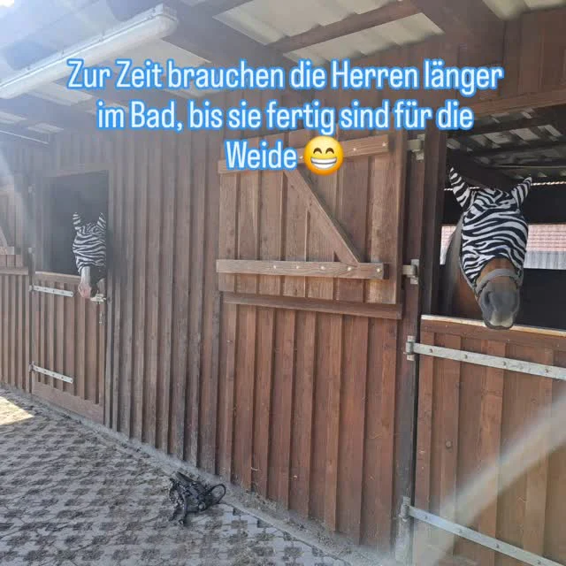 Eigentlich mögen sie keine Fliegenmasken, aber die besondere Aufmerksamkeit mit Augensalbe, Keks und Kuscheln macht das wett 🐴 #Sommer #Fliegenschutz #Gesundheit #Fürsorge #horsesense