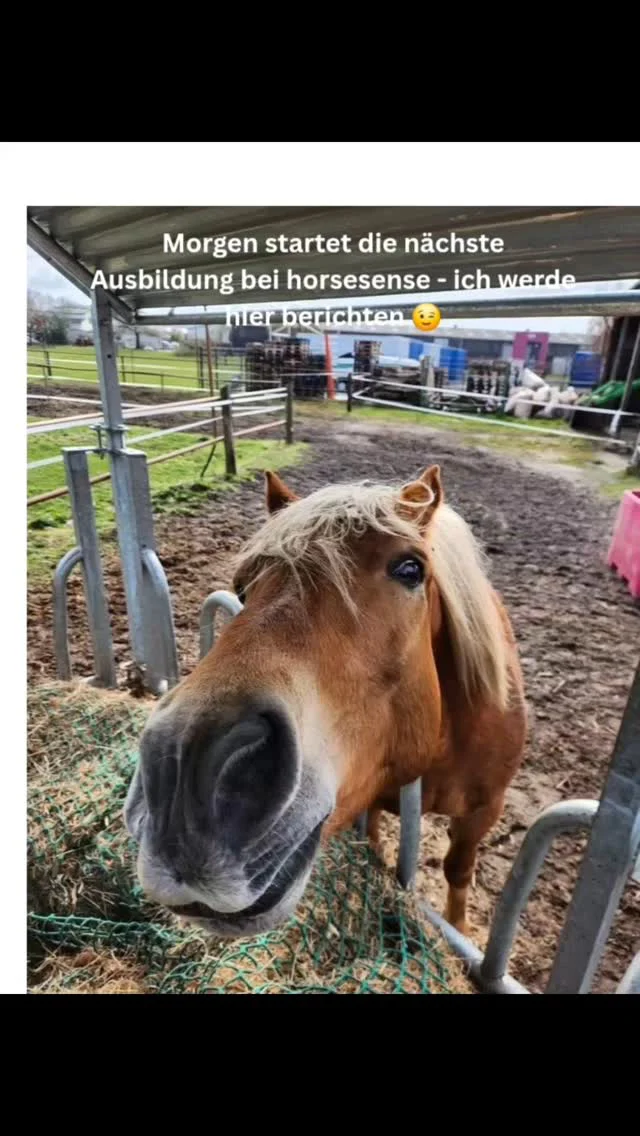 Du interessierst dich für meine Ausbildung zum pferdegestützten Coach? Ich beantworte gerne deine Fragen hier! #horsesense #ausbildung #pferdegestützt #entwicklung #coaching #leadership