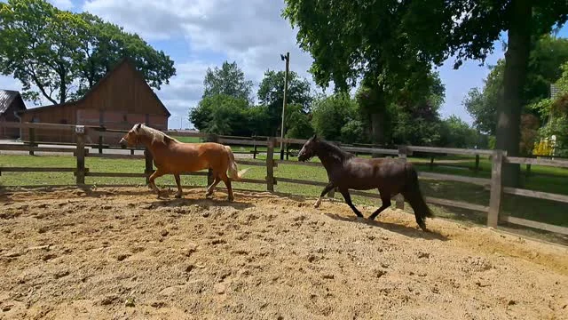 Zum ersten Mal Tandem Training. Nicht nur aus Zeitgründen habe ich beide zusammen gearbeitet, sondern weil ich möchte, dass sie voneinander lernen und ihre Beziehung stärken 🐎🐴##horsesense #entwicklung #pferdegestützt #coaching #leadership #pferdetraining